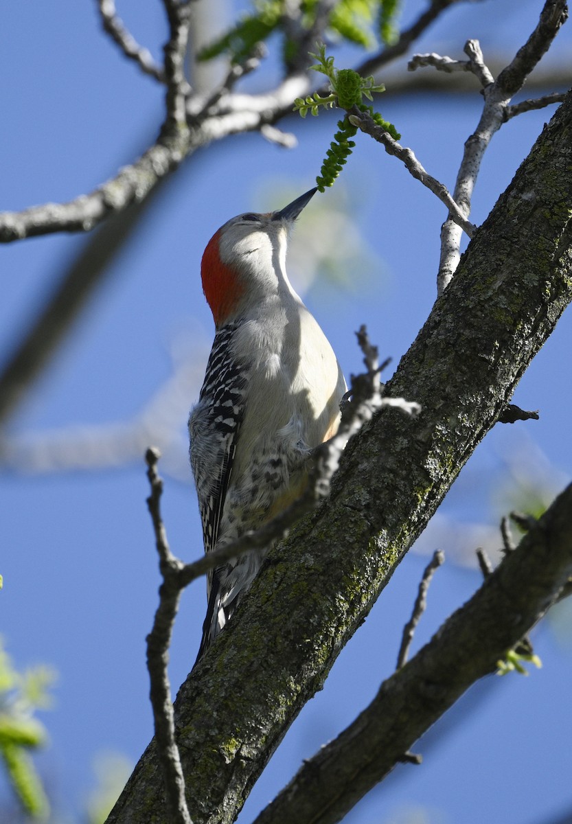 Red-bellied Woodpecker - ML618267873