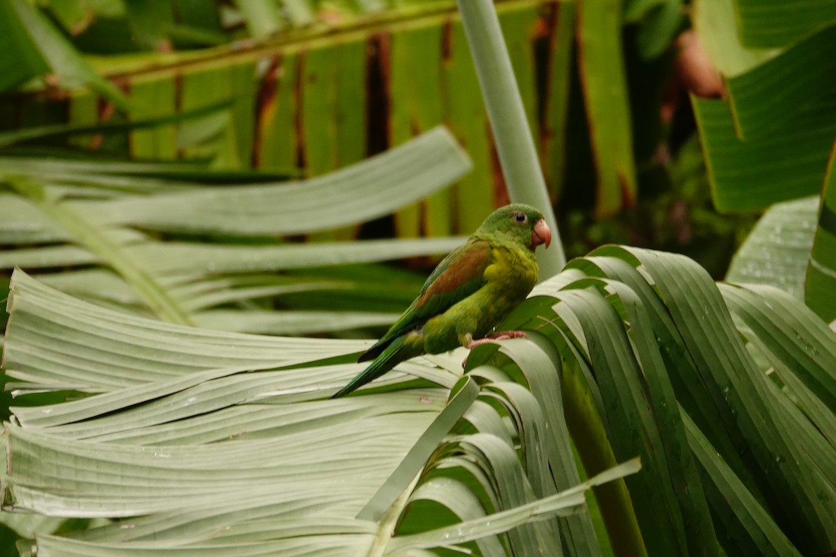 Orange-chinned Parakeet - Betty Beckham