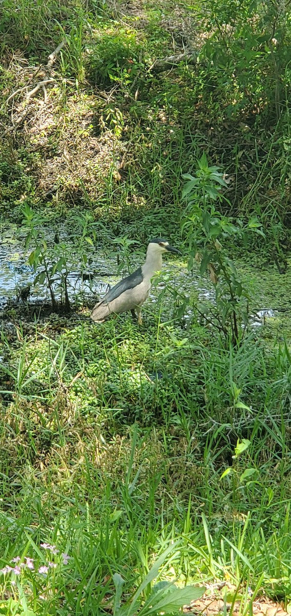 Black-crowned Night Heron - Hilary Hamburger