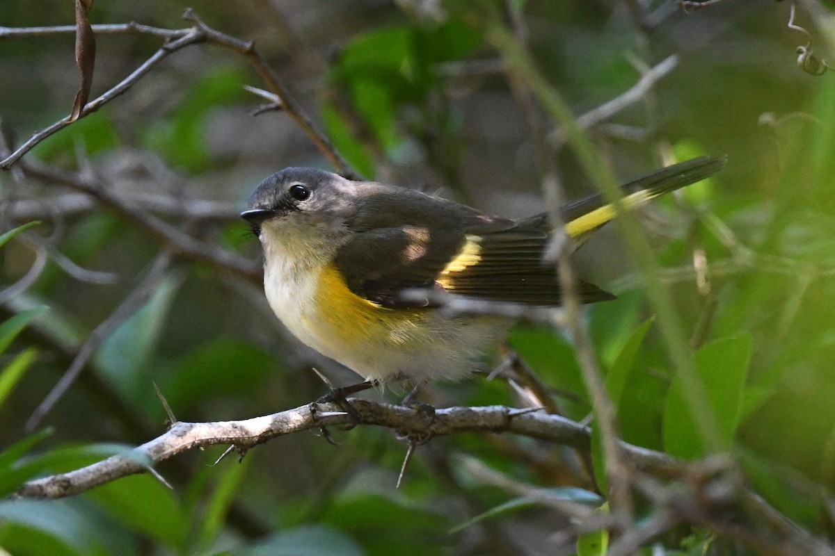 American Redstart - ML618267906