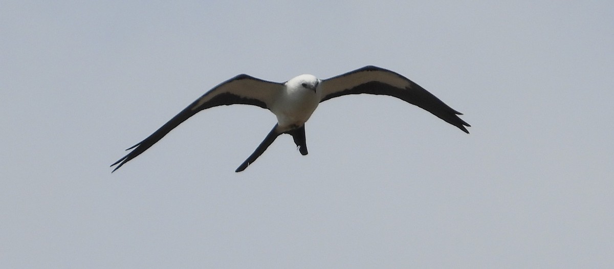 Swallow-tailed Kite - Mark Penkower