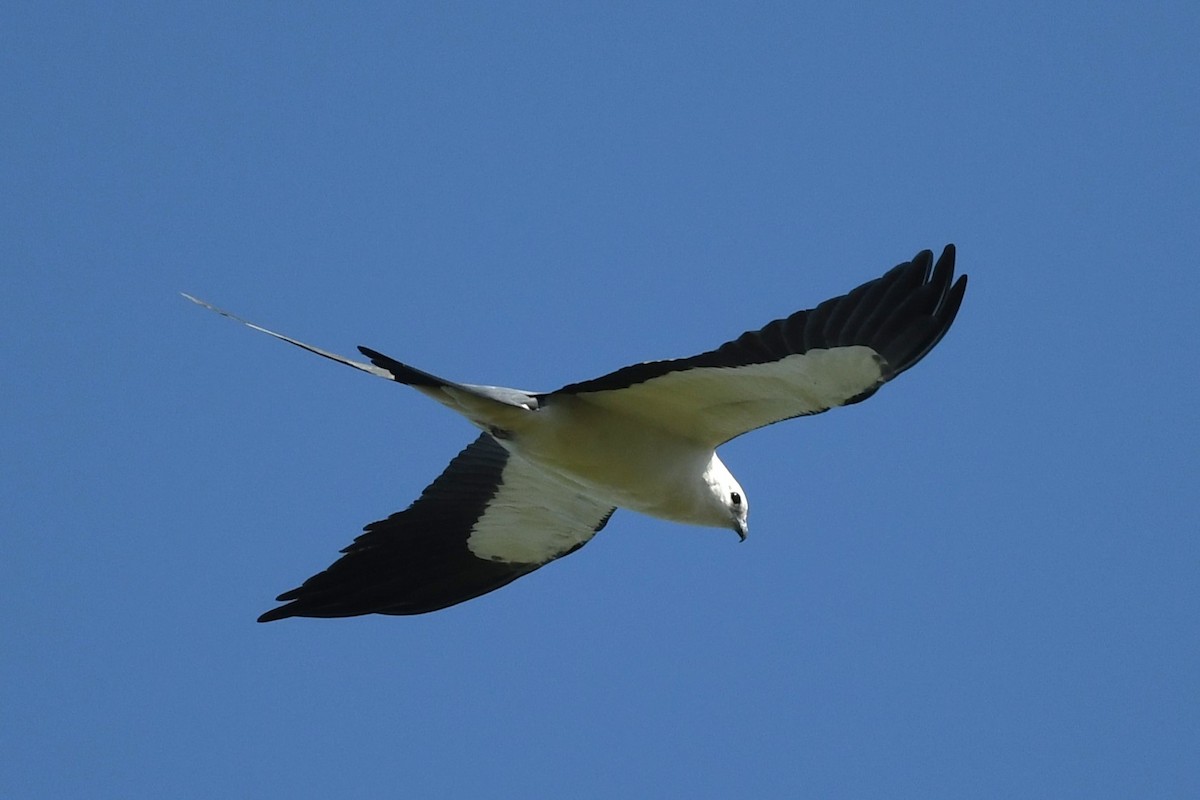Swallow-tailed Kite - ML618267922