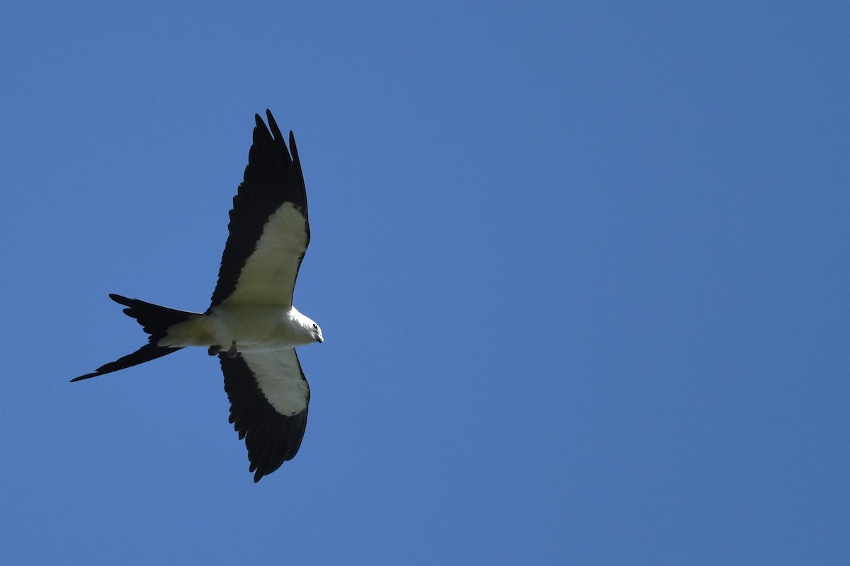 Swallow-tailed Kite - ML618267923