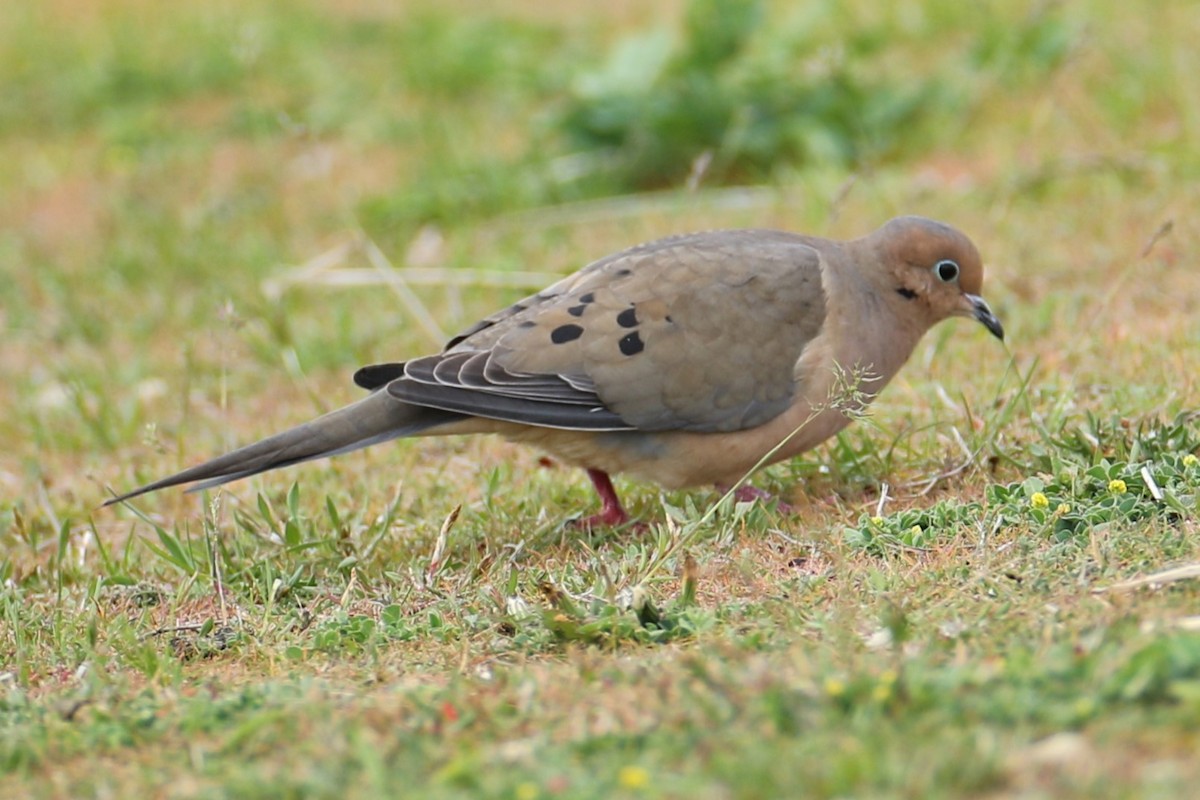 Mourning Dove - michael vedder