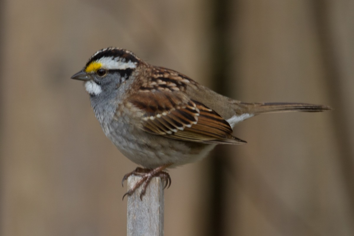 White-throated Sparrow - Detcheverry Joël