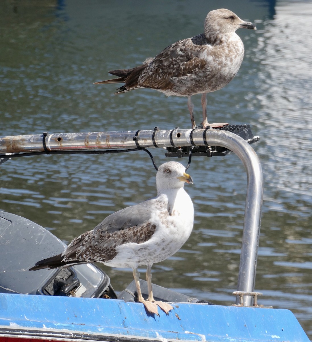 Yellow-legged Gull (atlantis) - Jocelyne Pelletier