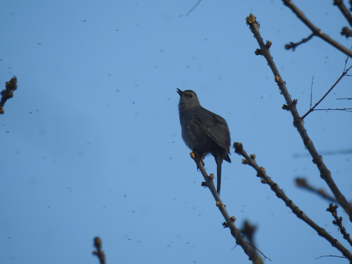 Gray Catbird - Tom Dibblee