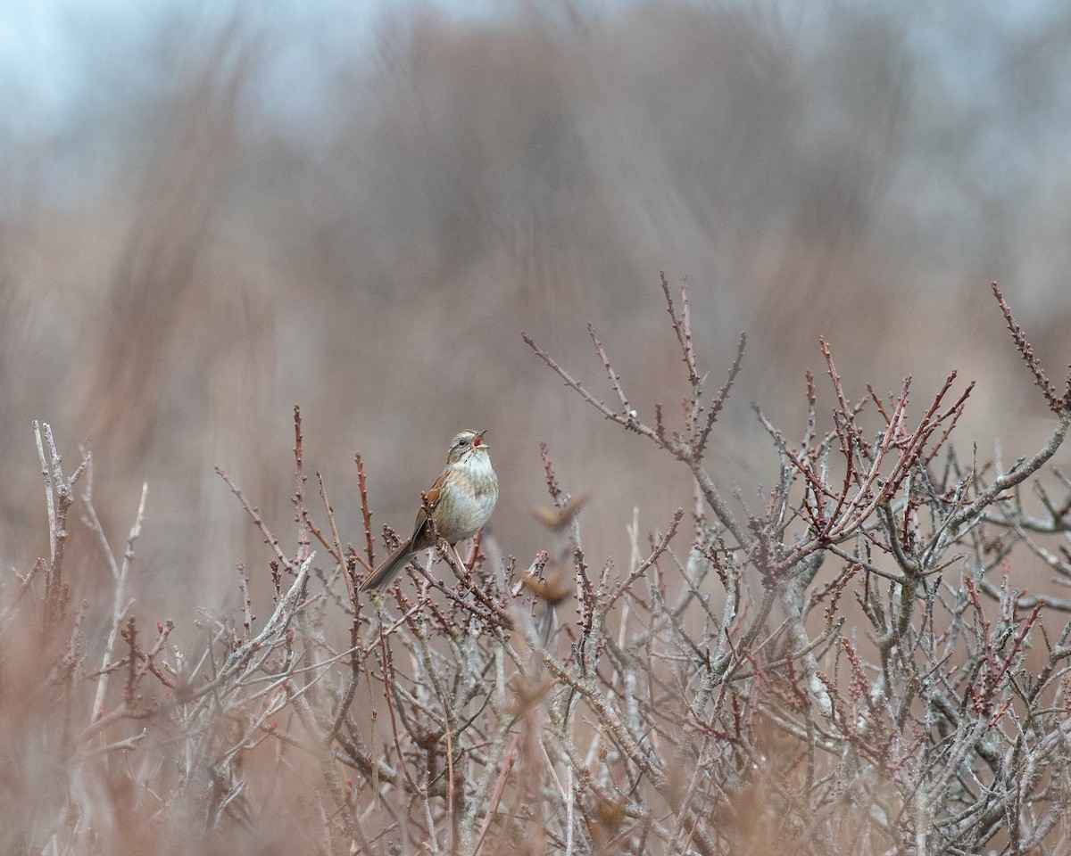 Swamp Sparrow - Rick Brown