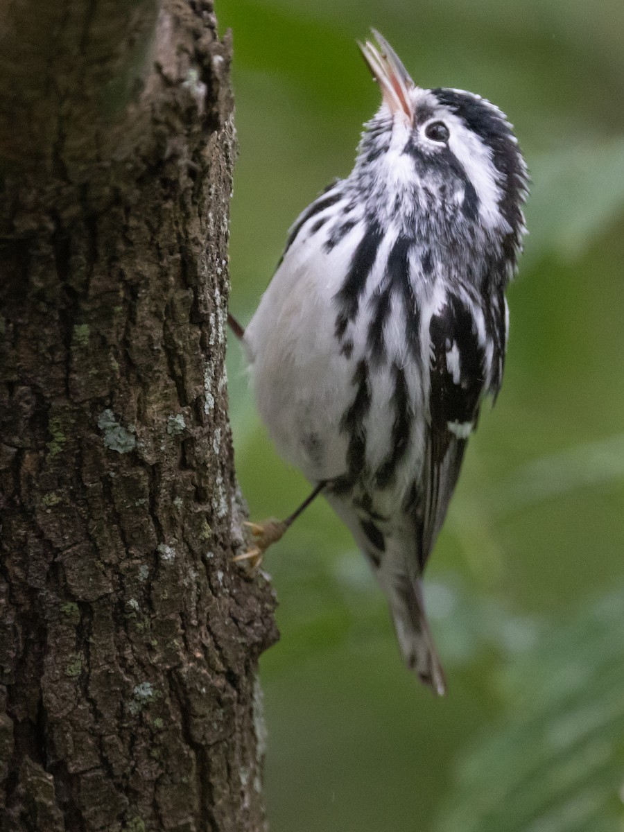 Black-and-white Warbler - Dan Ellison