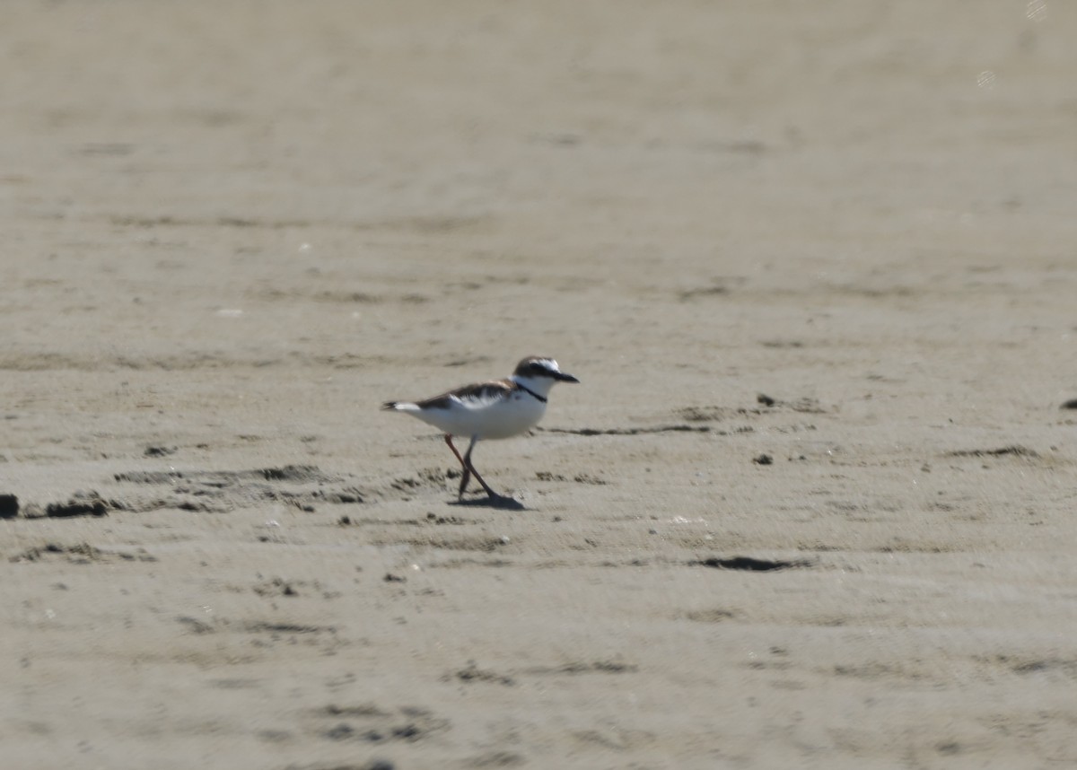 Wilson's Plover - Janet Ellis