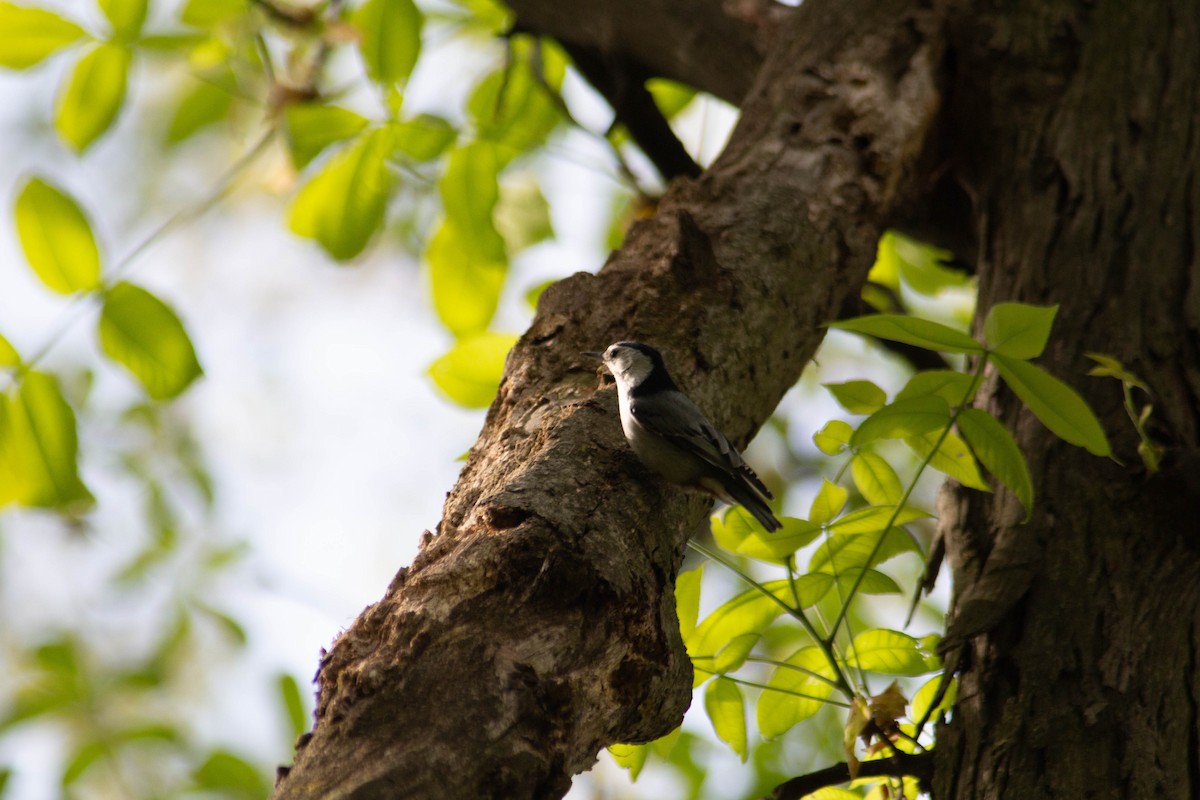 White-breasted Nuthatch - Landon Belding