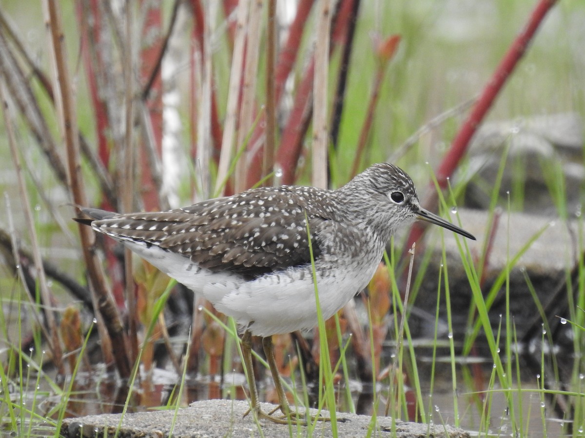 Solitary Sandpiper - Dave HH