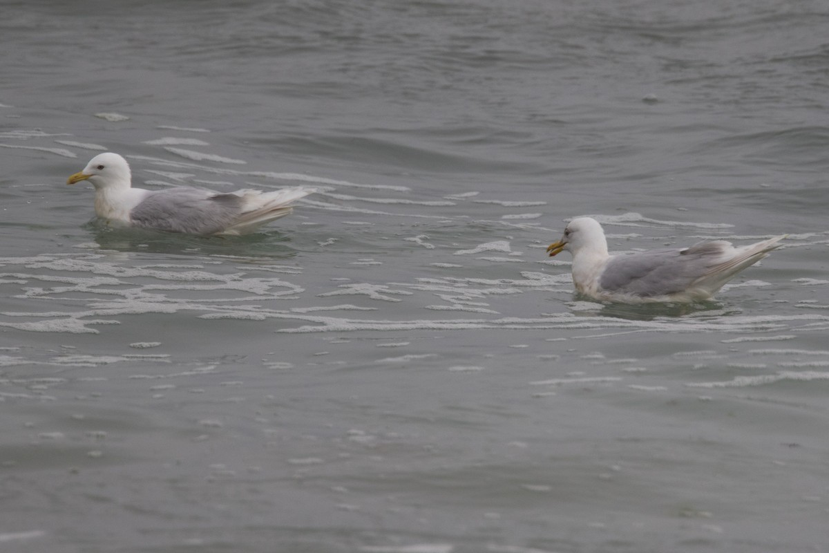 Gaviota Groenlandesa - ML618268055