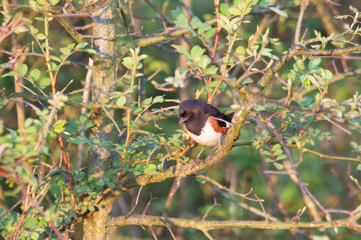 Eastern Towhee - ML618268059