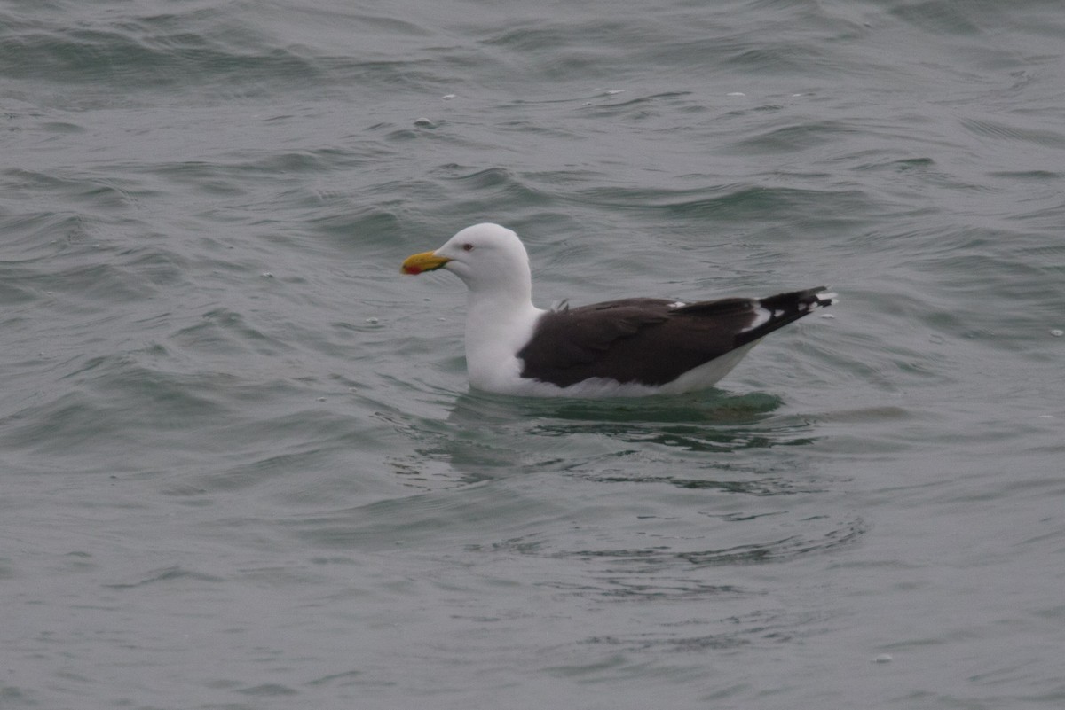 Gaviota Sombría - ML618268062