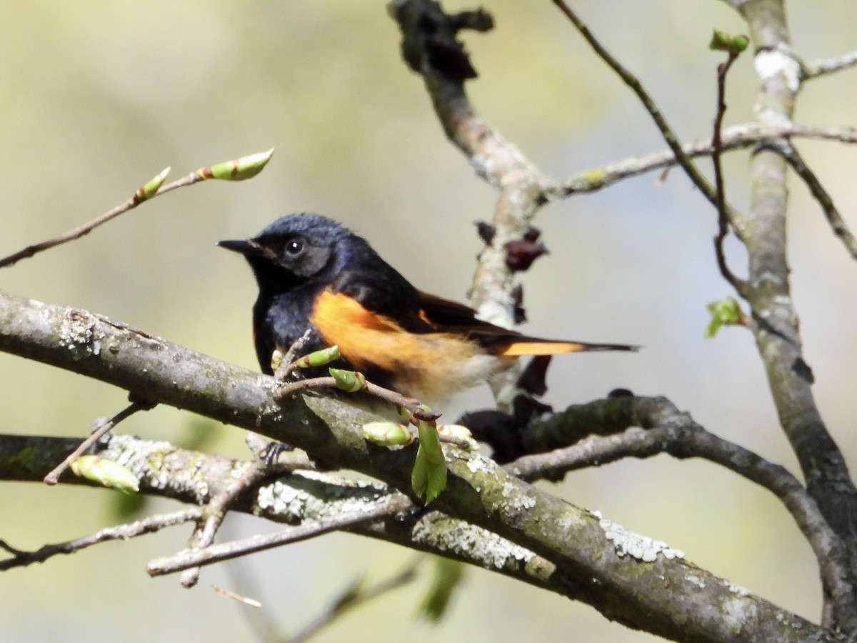 American Redstart - Ronnie DiLorenzo