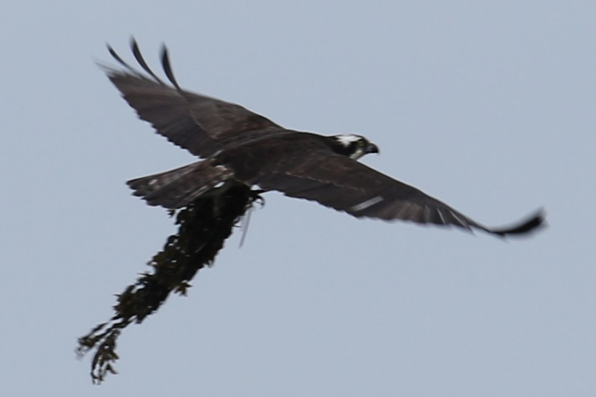 Osprey - michael vedder