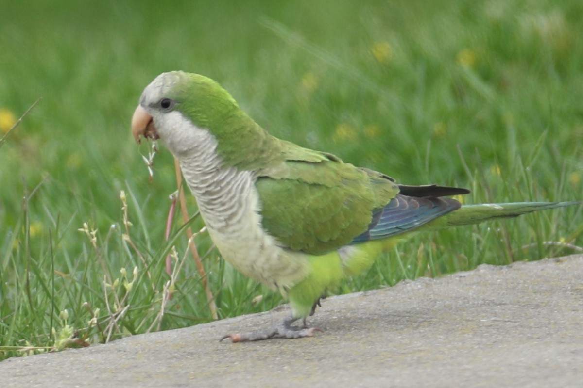 Monk Parakeet - michael vedder