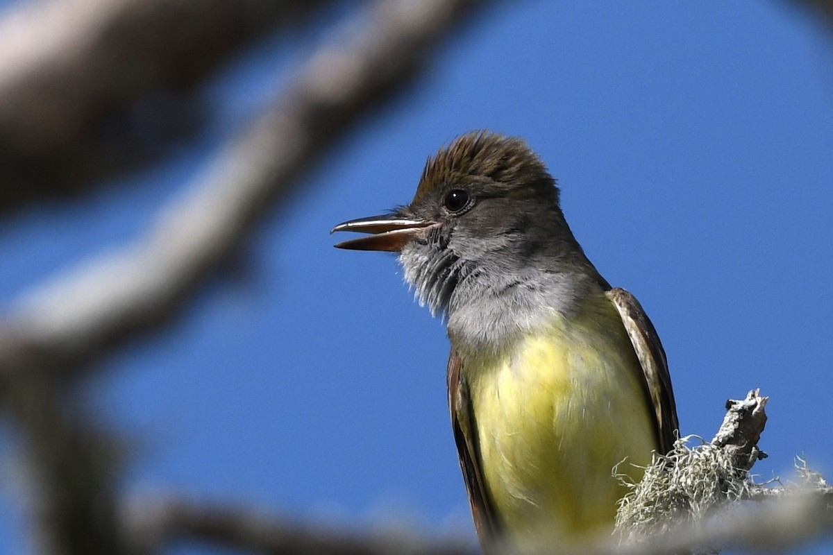 Great Crested Flycatcher - ML618268088