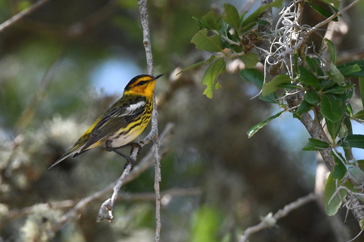 Cape May Warbler - ML618268105