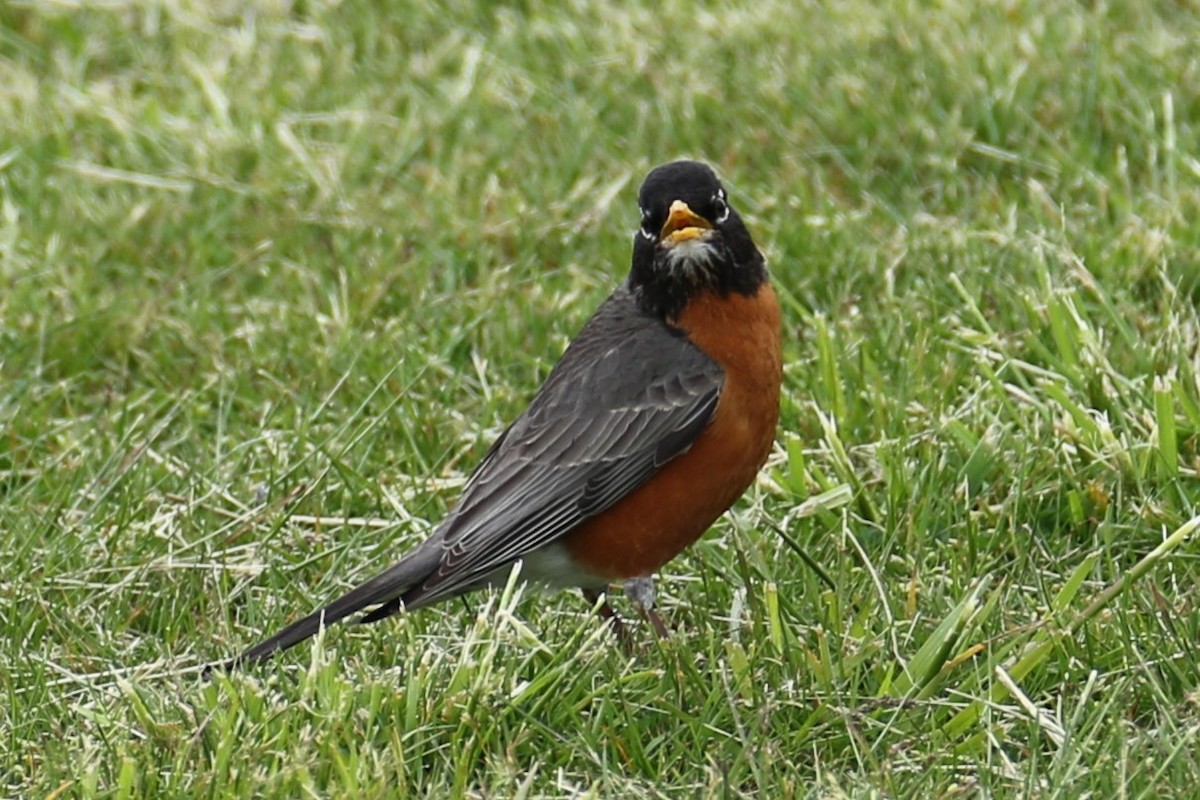 American Robin - michael vedder