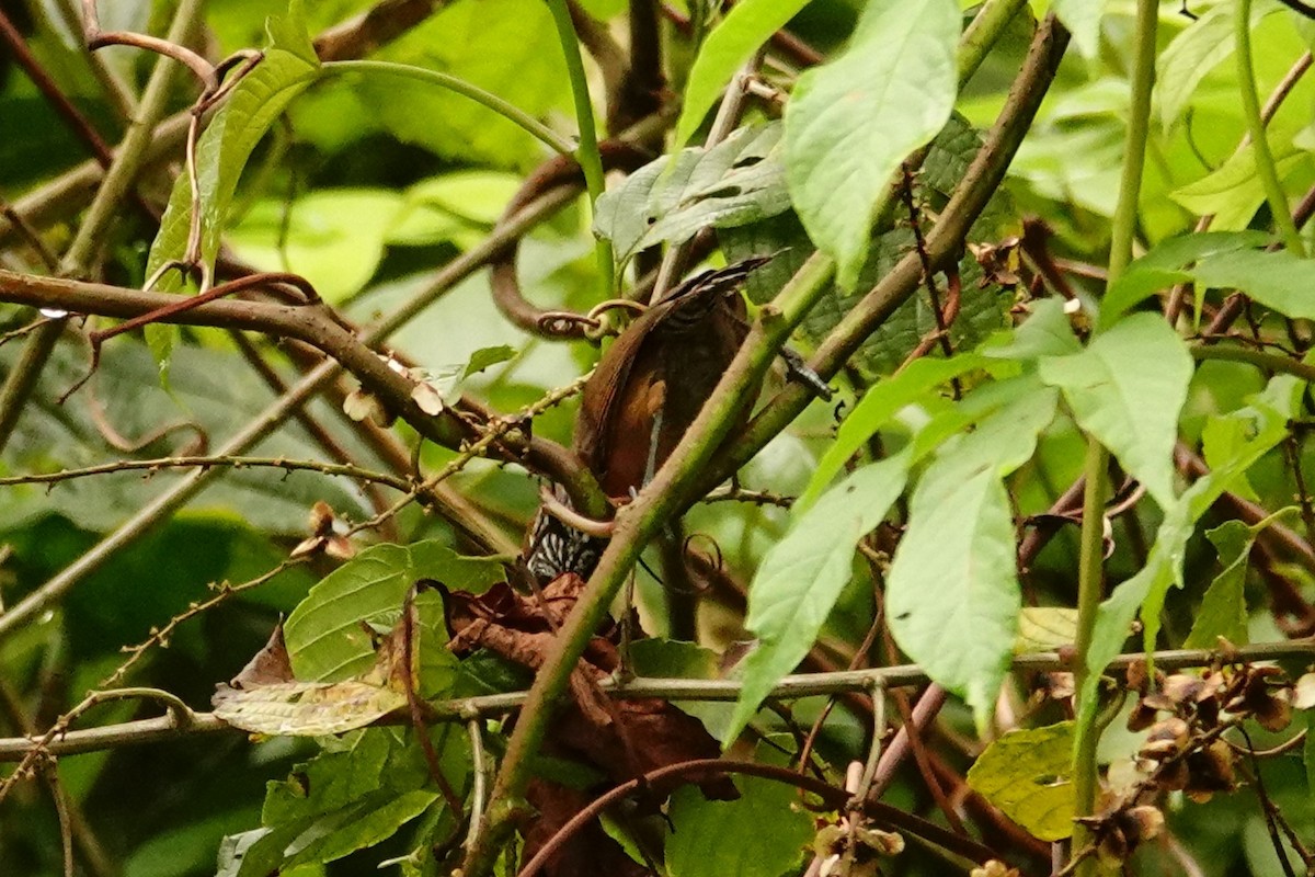 Rufous-breasted Wren - Betty Beckham