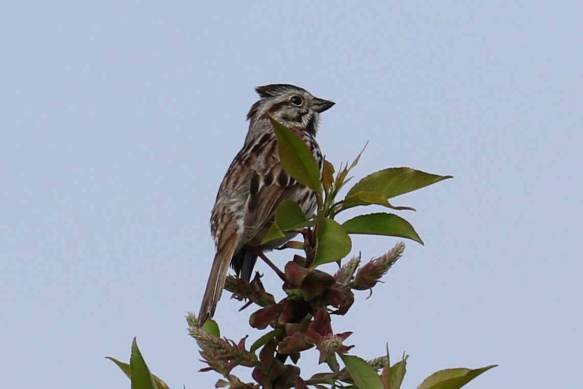 Song Sparrow - ML618268130