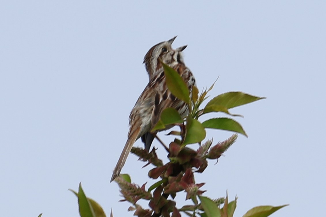 Song Sparrow - ML618268134