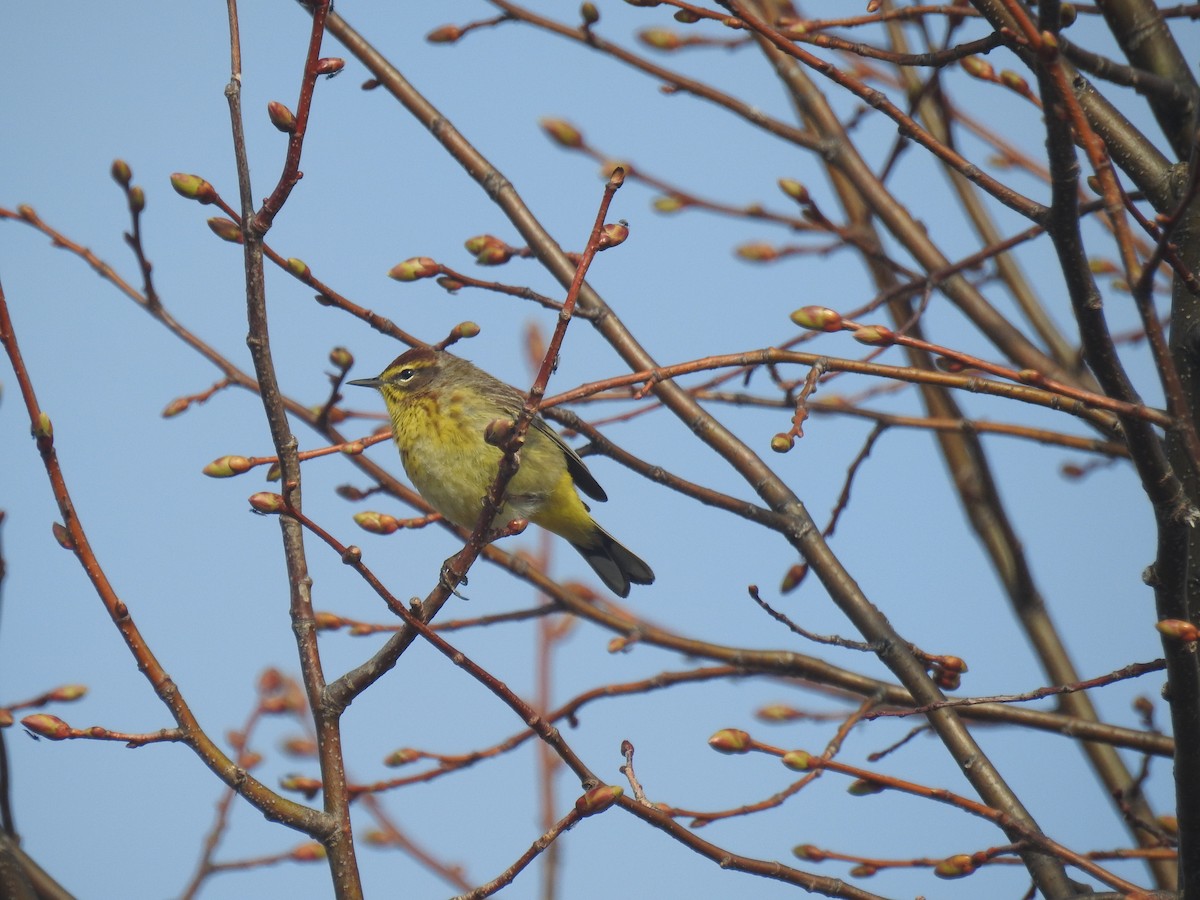 Palm Warbler - Tom Dibblee