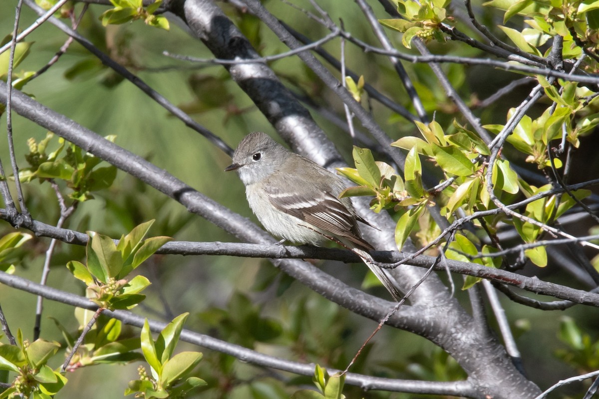 Gray Flycatcher - ML618268146