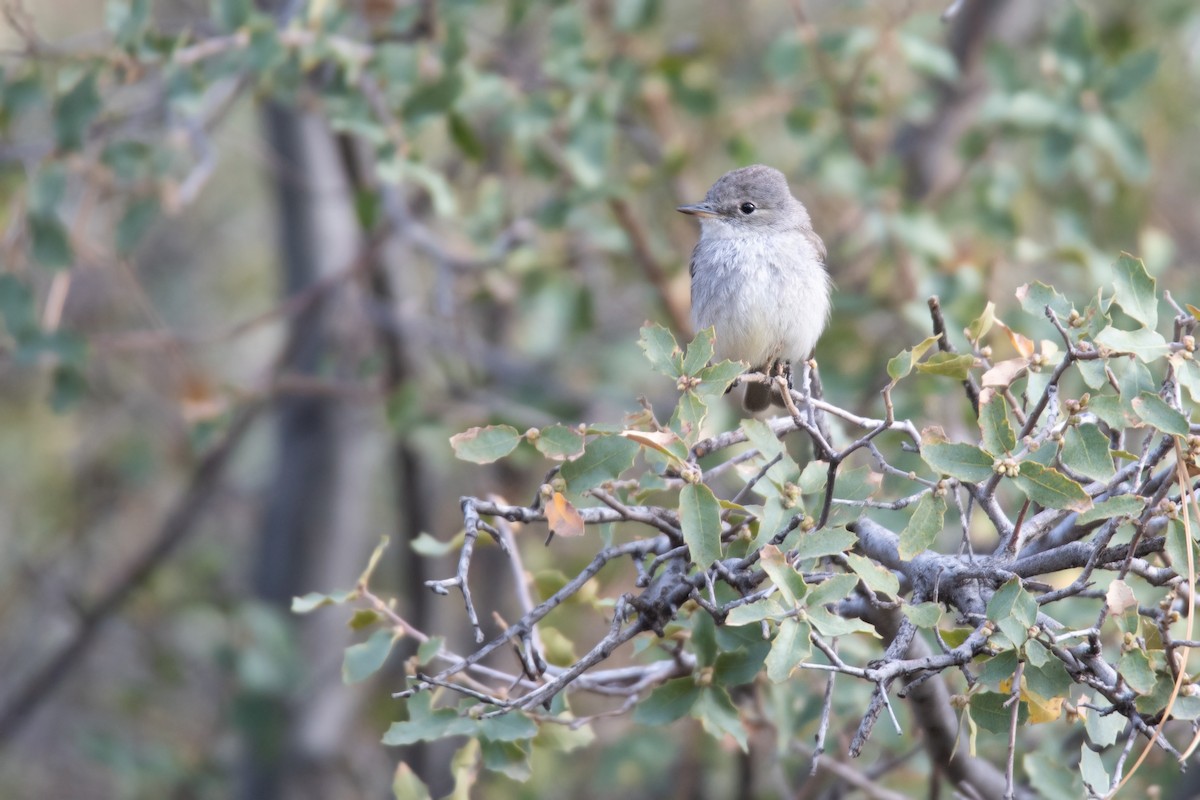 Gray Flycatcher - ML618268147