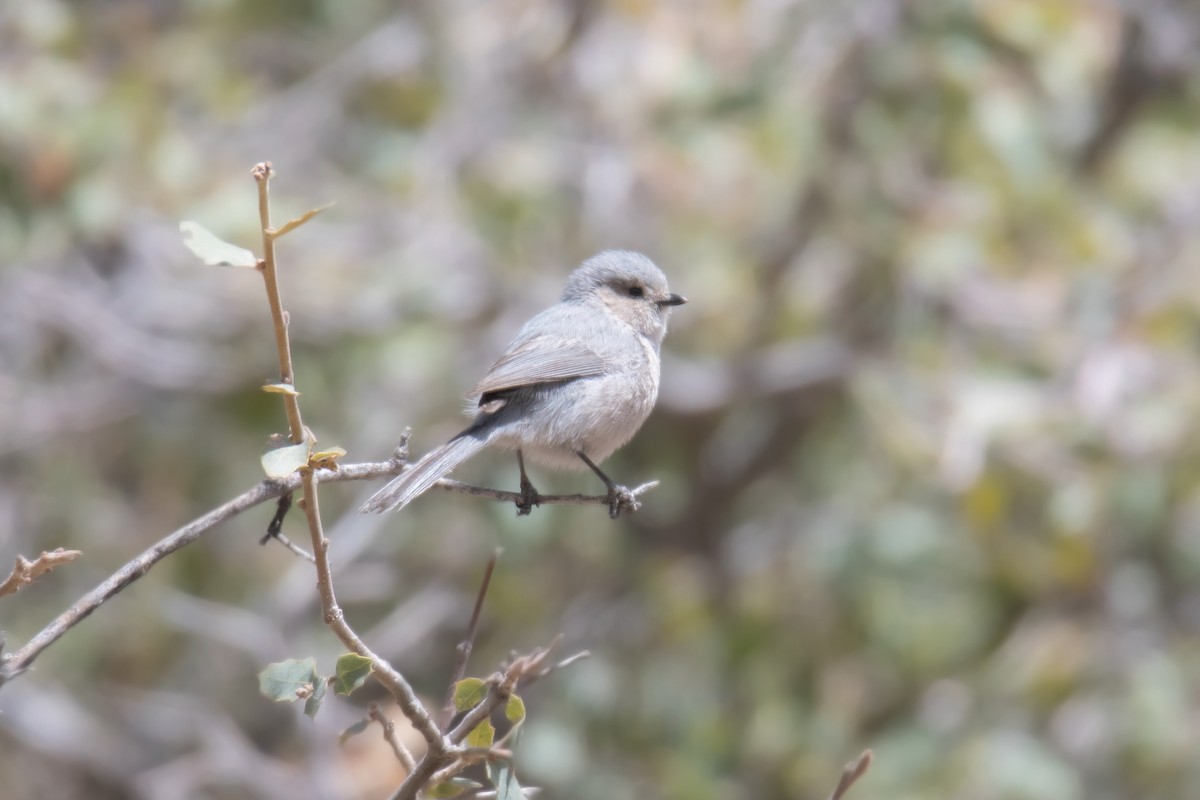 Bushtit - ML618268155