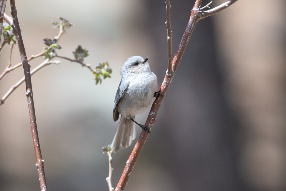 Bushtit - ML618268156