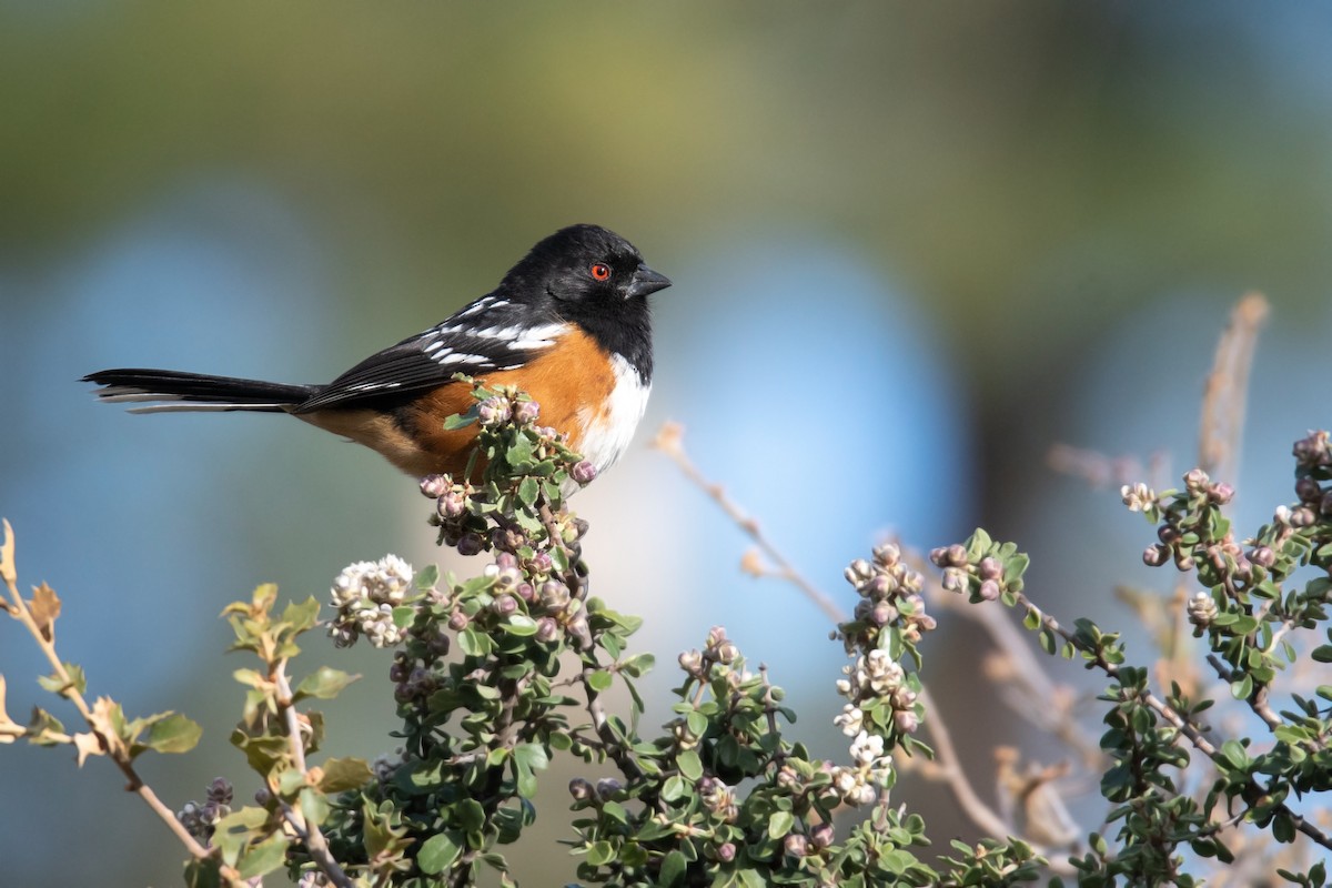 Brown-headed Cowbird - ML618268164