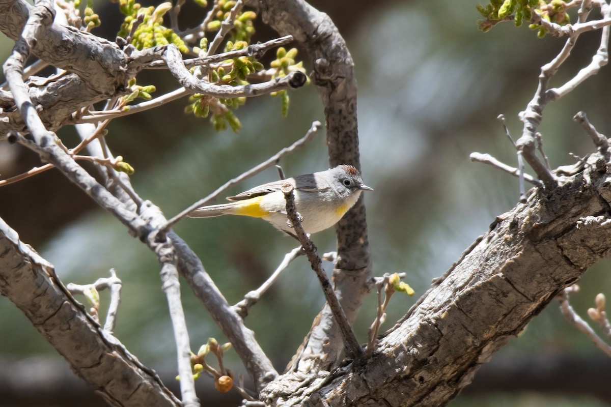 Virginia's Warbler - ML618268166