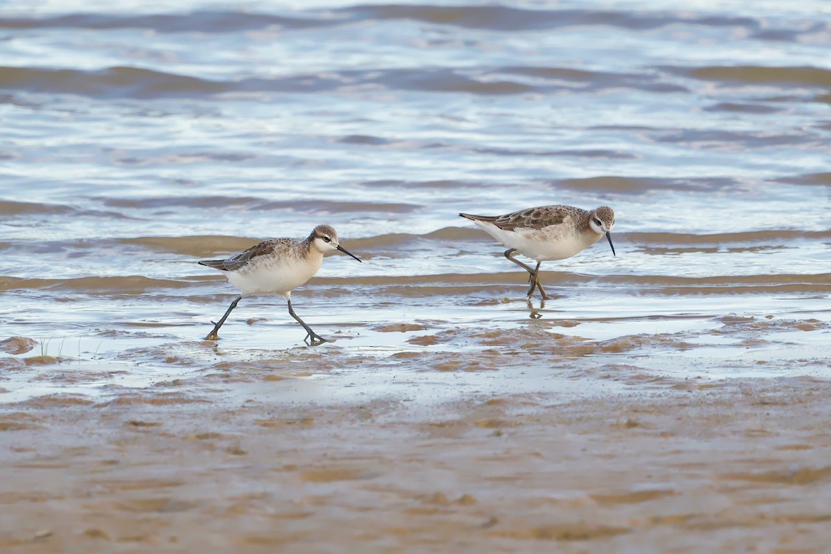 Wilson's Phalarope - Bill Schneider