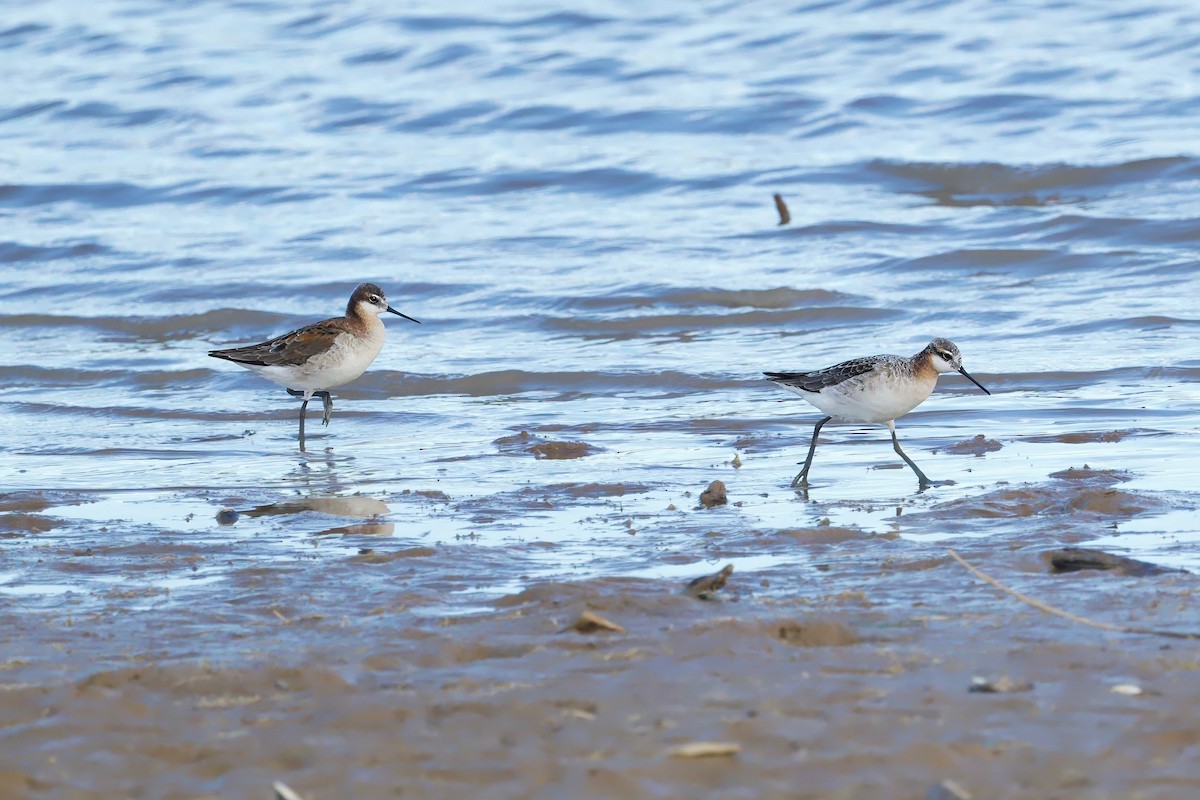 Wilson's Phalarope - ML618268171