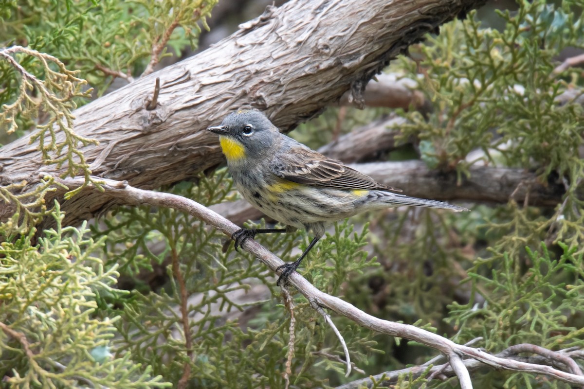 Yellow-rumped Warbler - ML618268174