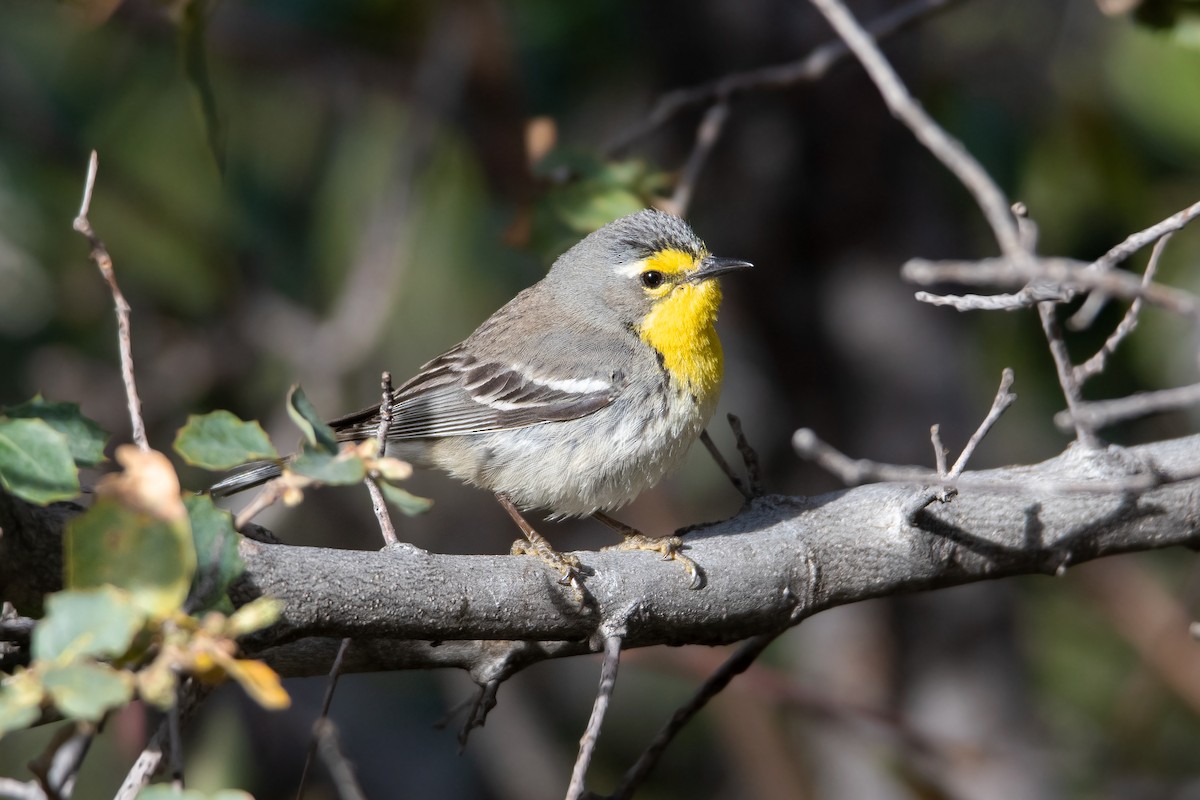 Grace's Warbler - ML618268178
