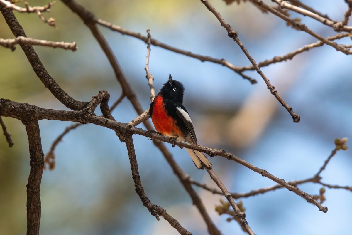 Painted Redstart - ML618268188