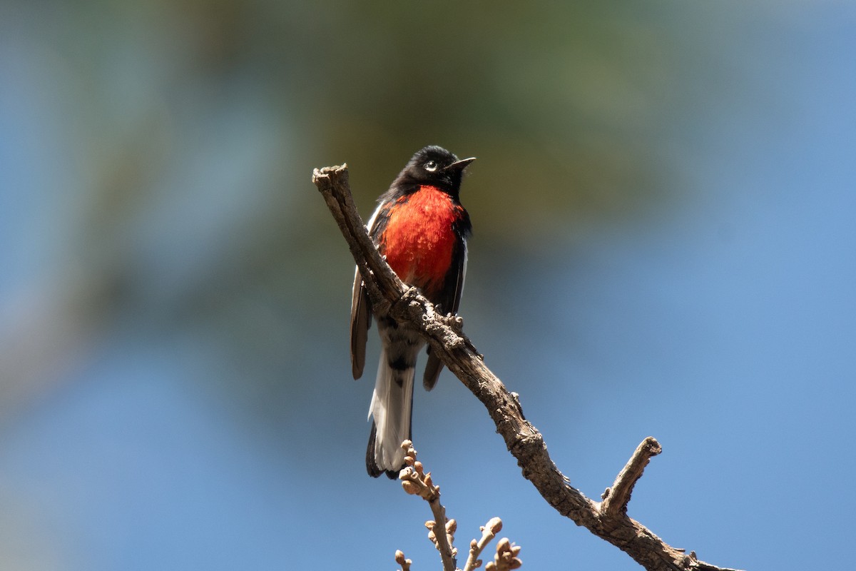 Painted Redstart - ML618268189