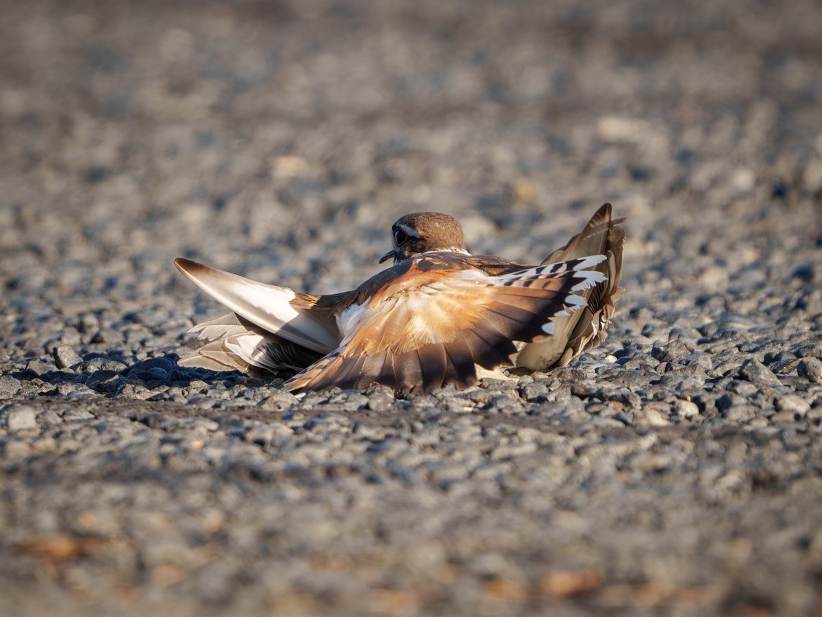 Killdeer - ML618268240