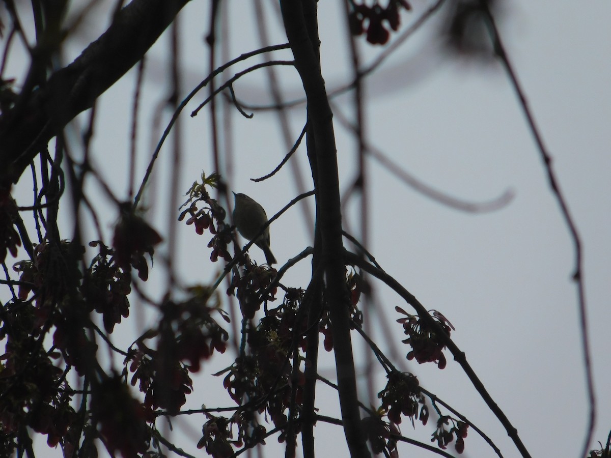 Ruby-crowned Kinglet - Arrow Z L