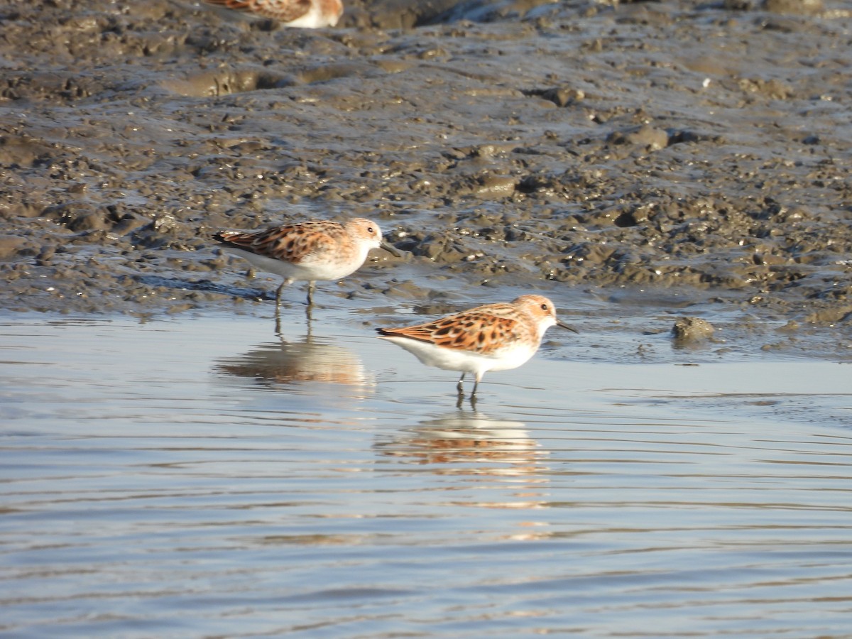 Little Stint - Chandrika Khirani