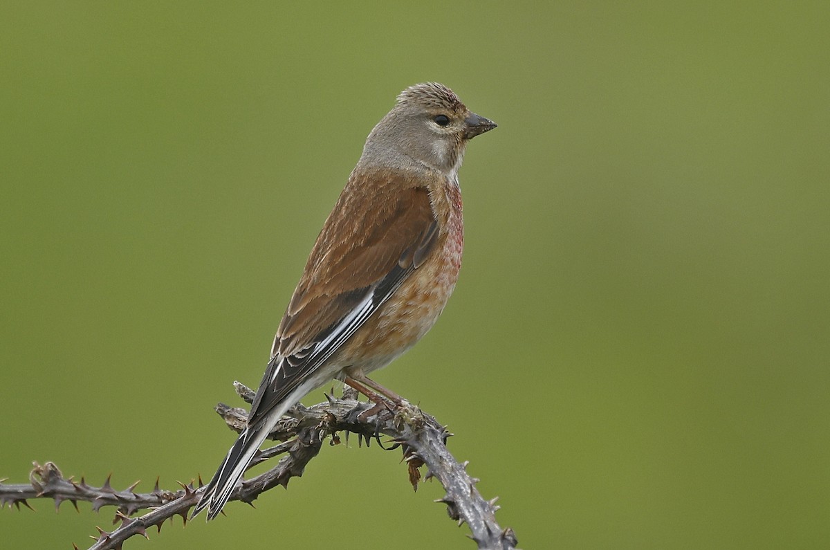 Eurasian Linnet - Paul Chapman