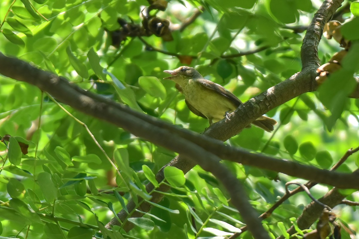 Yellow-rumped Flycatcher - Thitiphon Wongkalasin
