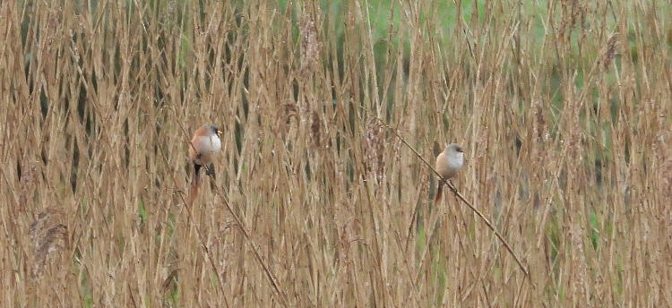 Bearded Reedling - ML618268329