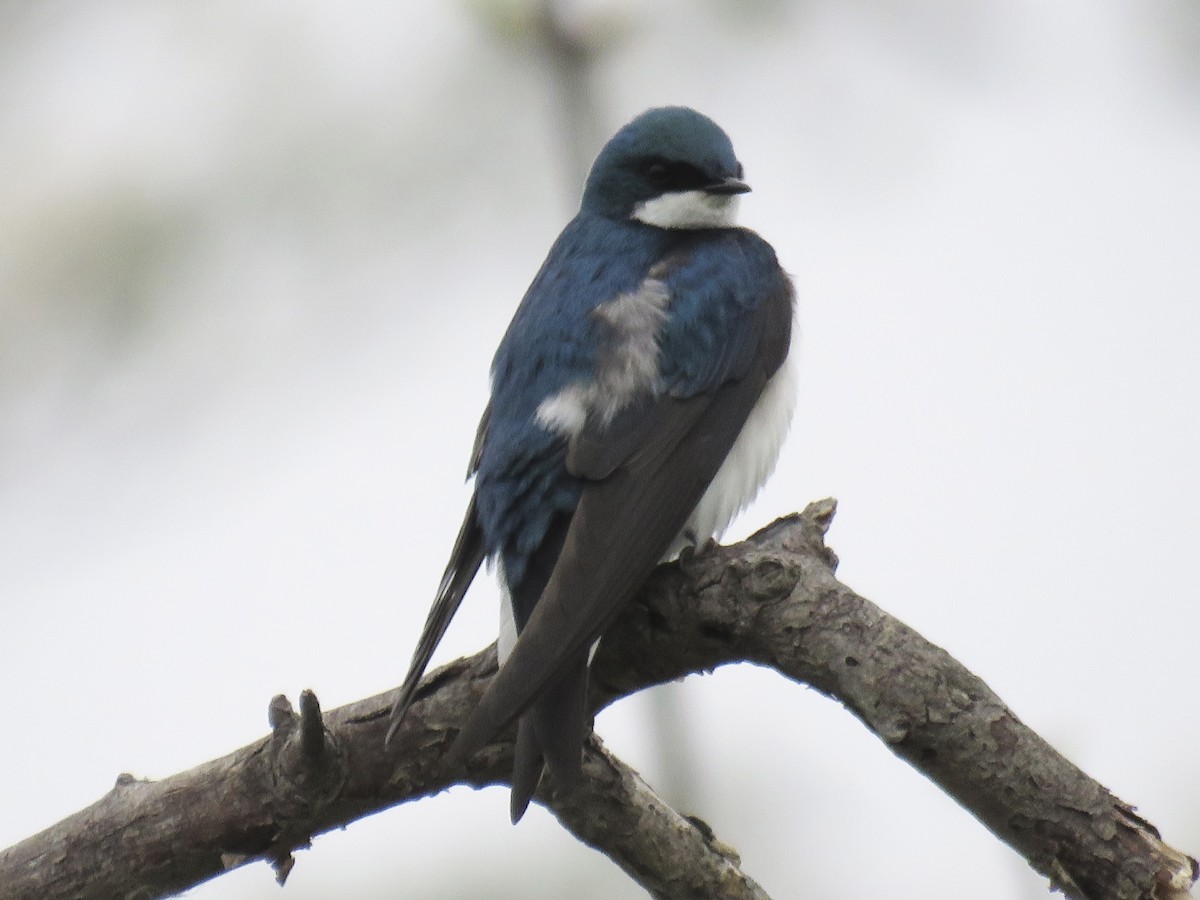 Tree Swallow - ML618268347