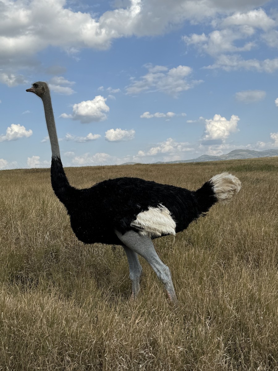 Somali Ostrich - Roger Hurt
