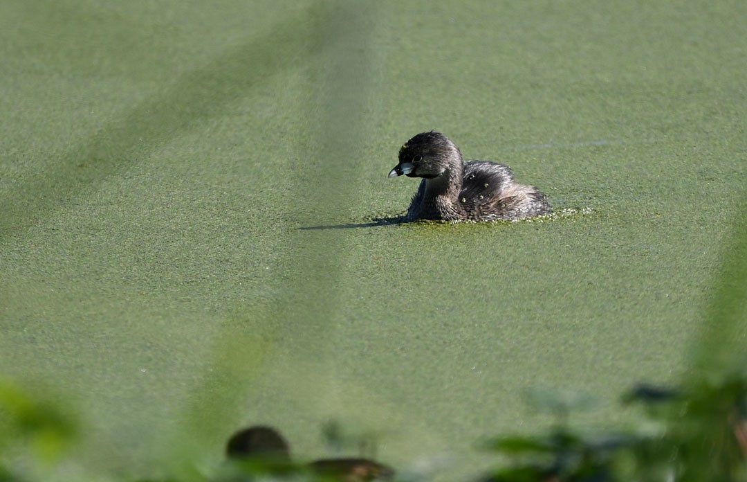 Pied-billed Grebe - William Wise